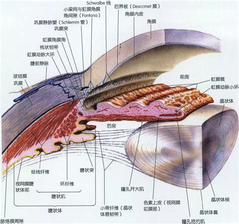 房角|前房角检查的意义